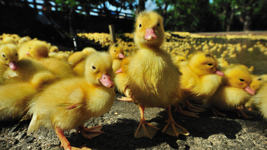 Quack Therapy: Exploring the Healing Powers of Ducks in Animal Assisted Therapies